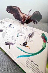 The Big Book of the Animal Kingdom