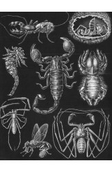 Зоология за всеки