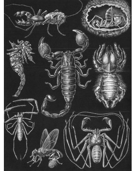 Zoology for Everyone-foto7