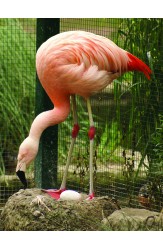 Зоология за всеки