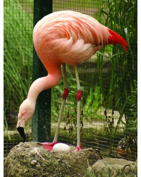 Zoology for Everyone-foto8