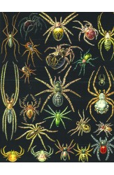 Зоология за всеки