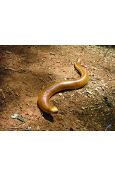 Зоология за всеки