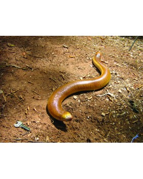 Zoology for Everyone-foto5