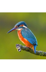 Зоология за всеки