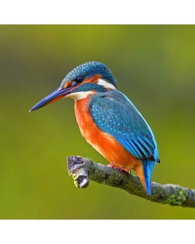 Zoology for Everyone-foto4