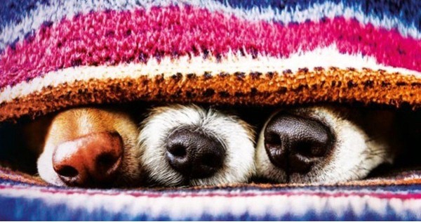 Lost Dogs and Lonely Hearts by Lucy Dillon